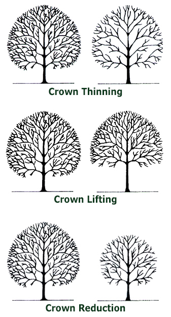 Arborist, Tree Trimming, Pruning, Tree Trimmer, Tree Pruning, Tree Surgeon, Tree Doctor, Tree Trimmer