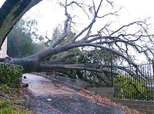 Emergency Tree Cleanup Service in the San Francisco Bay Area