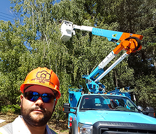 Tree Pruning, Tree Trimming in the San Francisco Bay Area