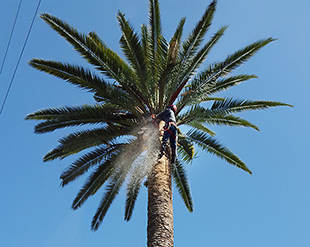 Palm tree service in the San Francisco Bay Area