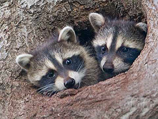 Tree Cavity Treatment in the San Francisco Bay Area