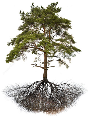 Emergency Tree Cleanup Service in the San Francisco Bay Area